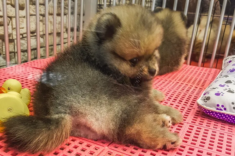 Štene na pijaci Chatuchak
