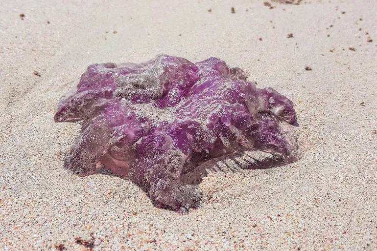 Meduza na plaži u Karonu