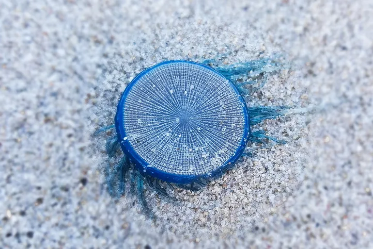 Meduza na pesku