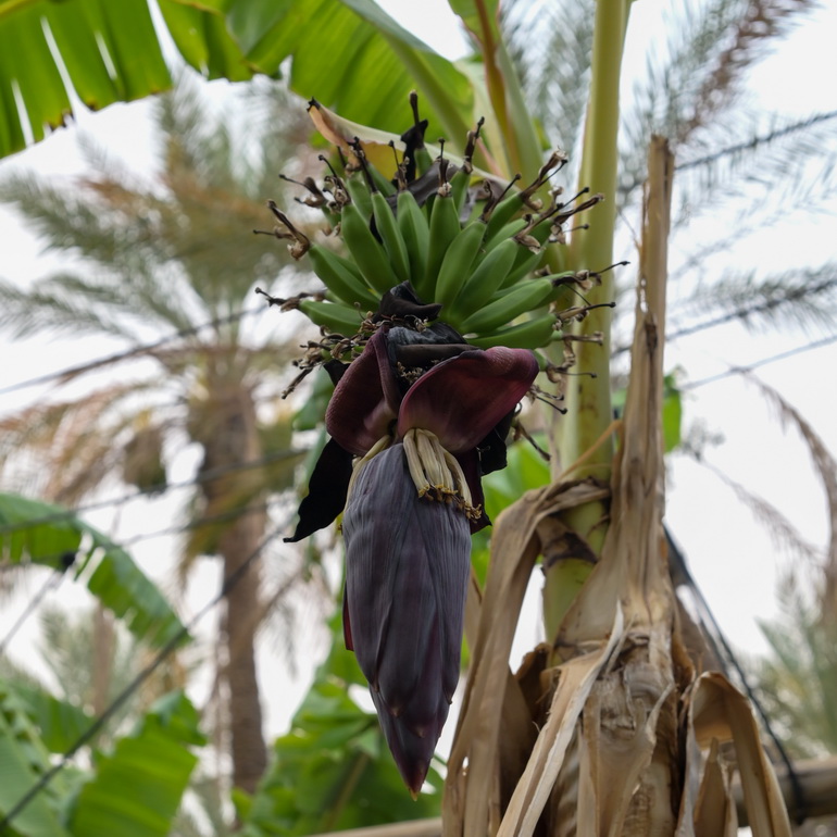 banane