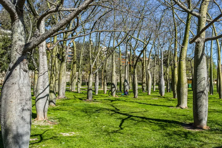 Drvored u parku Turija
